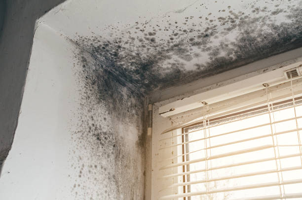 Affordable Mold Cleanup solutions in Waterford, VA